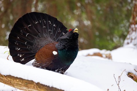 Capercaillie, Western Capercaillie, Tetrao urogallus) in the Wintrer, Capercaillie, Luce, Mountain