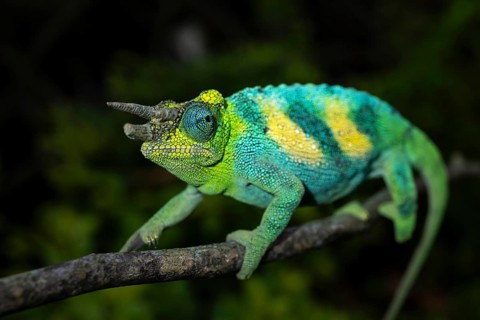 Three-horned chameleon (Trioceros jacksonii), male, Bwindi Impenetrable Forest National Park,