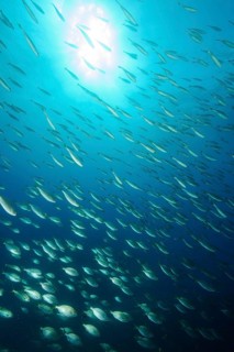 Underwater photograph: backlit shot of a school of striped seabream (Sarpa salpa) . The striped