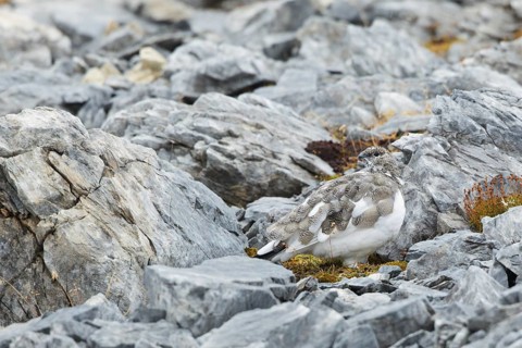 Rock Ptarmigan (Lagopus muta), Grisons, Switzerland