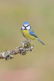Blue tit (Parus caeruleus), perched on a branch covered in lichen, looking at the camera,