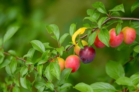 Yellow plum, mirabelle, Prunus domestica subsp. syriaca, rosaceae, rose family, flora, plants