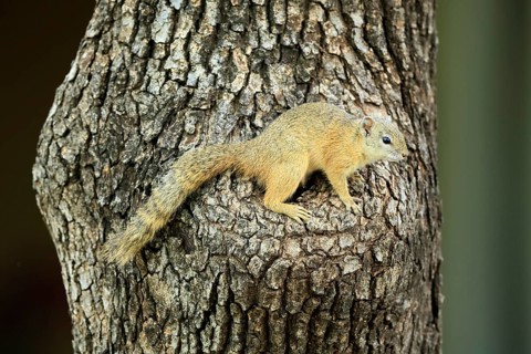 Smith's bush squirrel (Paraxerus cepapi), yellow-footed bush squirrel, adult, tree trunk, alert,