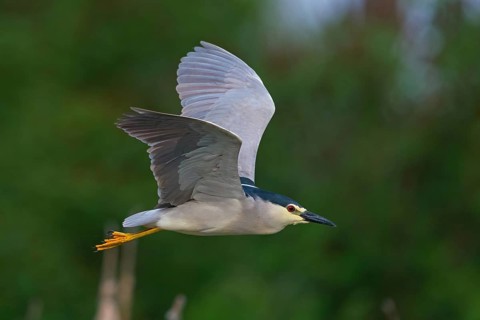 Black-crowned black crowned night heron (Nycticorax nycticorax), Bihoreau gris, HÈron bihoreau,