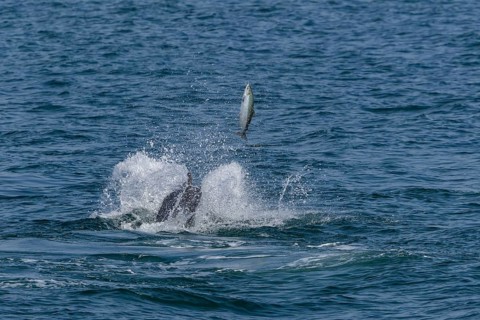 An Atlantic salmon (Salmo salar) attempts to escape a bottlenose dolphin (Tursiops truncatus) by