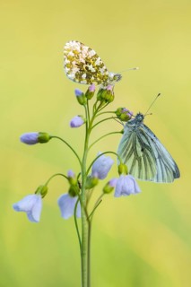 Aurora fritillary (Anthocharis cardamines) on common cuckoo flower, Telbrake, Vechta, Lower Saxony,