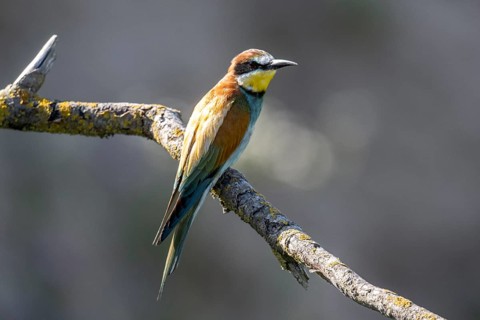 Bee-eater (Merops apiaster), Rhineland-Palatinate, Germany