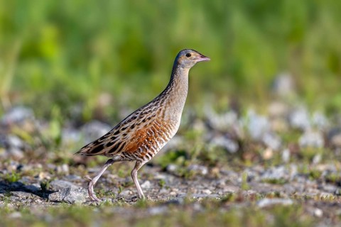 Corn crake, corncrake, landrail (Crex crex, Rallus crex) adult male foraging in field, meadow in