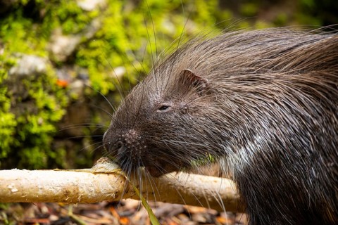 Old World porcupines (Hystrix cristata), Germany