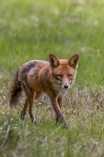 A red fox (Vulpes vulpes) on the hunt for mice and other small animals, hunting, luring, June,