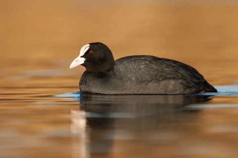 Eurasian Coot (Fulica atra), Utrecht, Netherlands