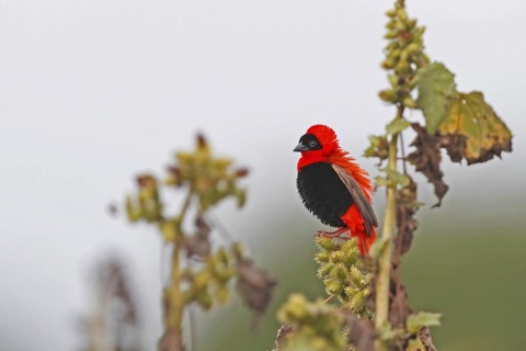 Northern Red Bishop, Euplectes franciscanus