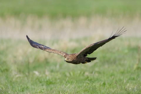 Schreiadler, lat. Aquila pomarina, im niedrigen Suchflug über einer Feuchtwiese