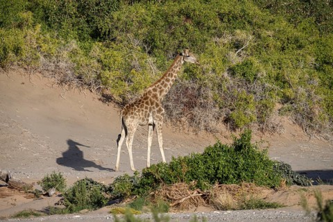 Angola giraffe (Giraffa camelopardalis angolensis) in the Hoanib dry river, Kaokoveld, Kunene
