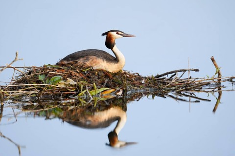 Great Crested Grebe (Podiceps scalloped ribbonfish) sitting on the nest, with mirror image, North