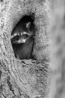 Curious raccoon (Procyon lotor) looks out of a tree hollow in a monochrome image, Hesse, Germany