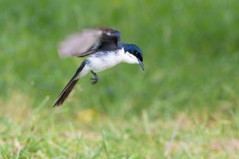 Restless Flycatcher (Myiagra inquieta) hovering, Victoria, Australia