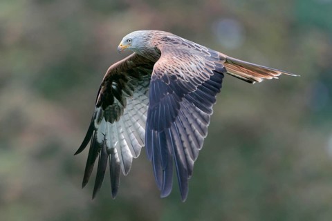 Rotmilan; lat. Milvus milvus; Altvogel im Flug vor herbstfarbenen Baumkronen