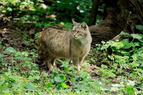 European wildcat (Felis silvestris), adult, in the forest, foraging, vigilant, Hesse, Germany,