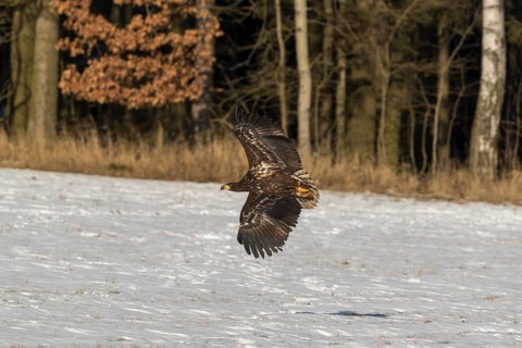 One white-tailed eagle (Haliaeetus albicilla) flying over a snow covered field in bright sunlight