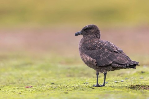 Brown Skua (Stercorarius antarcticus) perched on the ground, Falkland Islands