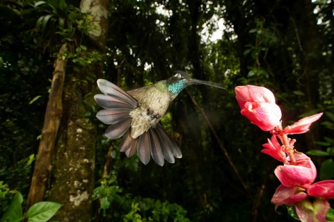 A captivating purple throated hummingbird is gracefully hovering near a vibrant flower in the lush