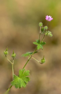 Dove's-foot crane's-bill, dovesfoot geranium, geraniaceae, geranium molle, storkbill, storkbill,