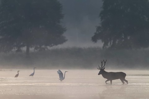 On its way through the water, the red deer (Cervus elaphus) encounters a group of hunting great