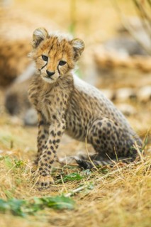 Cheetah (Acinonyx jubatus) youngster sitting on the ground, captive, occurrence Africa