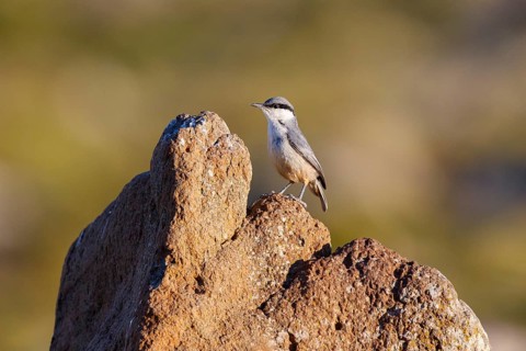 Western Rock Nuthatch (Sitta neumayer) juvenile, Lesvos, Greece