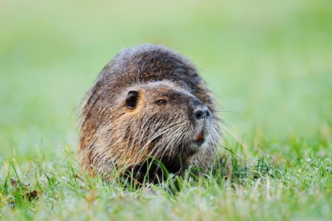 Nutria, coypu or swamp beaver (Myocastor coypus) sitting on the bank, North Rhine-Westphalia,