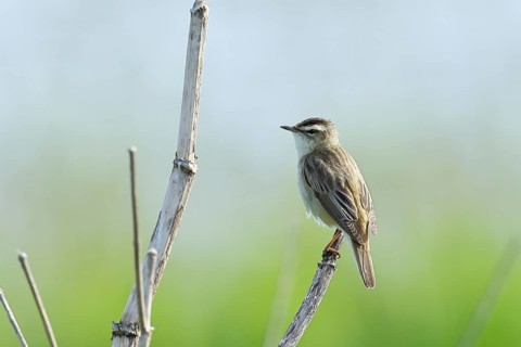 Reed warbler (Acrocephalus schoenobaenus) singing on a branch, wildlife, Lembruch, Ochsen Moor,