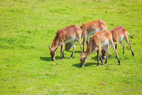 A group of four female Lechwe Waterbucks, Kobus leche, graze on a green meadow