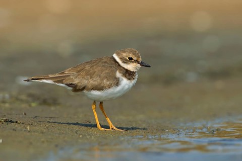 Little Ringed Plover (Charadrius dubius), Phetchaburi, Thailand