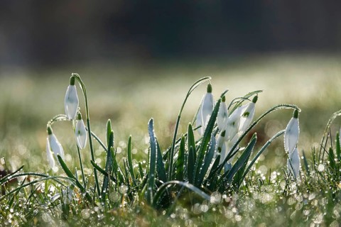 Snowdrops with morning dew, February, Germany