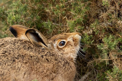 European brown hare (Lepus europaeus) adult animal eating a gorse bush, England, United Kingdom