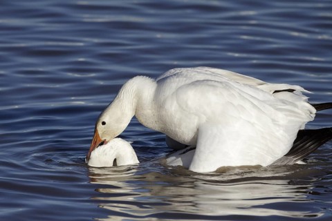 Snow Geese mating - Bosque del Apache, NWR