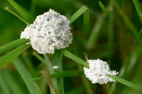 Didymium mucilago, didymium spongiosum, dog sick slime mould, grubby cushion, mucilago crustacea,