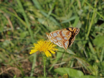 A butterfly with patterned wings, the Small Pearl-bordered Fritillary (Issoria lathonia), perched