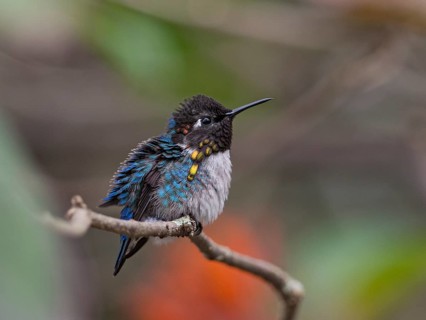 Bee Hummingbird (Mellisuga helenae) male perched on a branch, Cuba