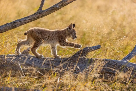 One young (10 weeks old) male Eurasian lynx, (Lynx lynx), walking over a rotten tree. Backlit
