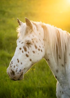 Horse, Knabstrupper, Tigerschecke, Gelding, portrait, Evening Light, Back Light