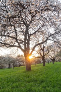 Golden sunset light illuminating blooming cherry trees (Prunus avium) in a meadow orchard. Spring