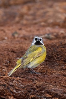 White-bridled Finch (Melanodera melanodera) male, Falkland Islands