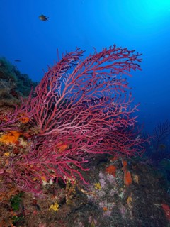 Violescent sea-whip (Paramuricea clavata)