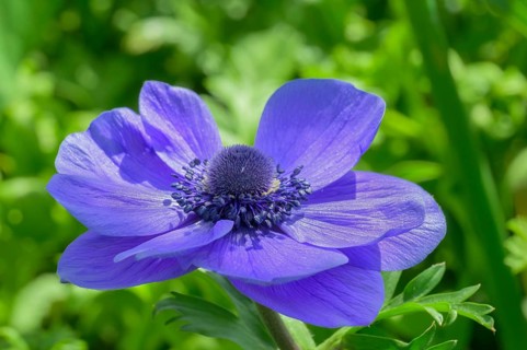 Anemone flower, (Anemone coronaria), Vancouver, British Columbia, Canada