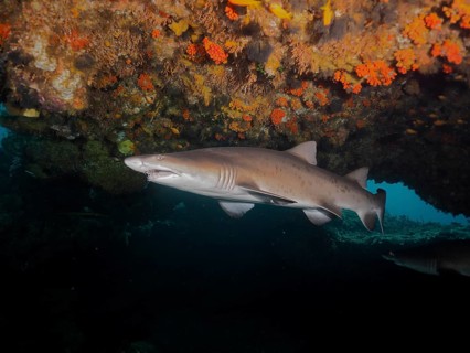 Sand tiger shark (Carcharias taurus)