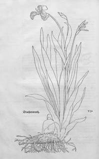 Yellow iris (Iris pseudacorus), woodcut by Leonhart Fuchs, from New Kreüterbuch, neues Kräuterbuch,