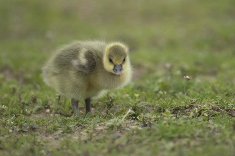 Greylag goose (Anser anser) juvenile baby gosling bird standing on grassland, England, United