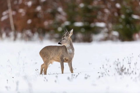 One young male Roe Deer, Roe buck (Capreolus capreolus), walking over a snowy meadow. Trees in the